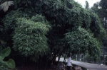 Bambusa vulgaris Schrader f.wamin Wen